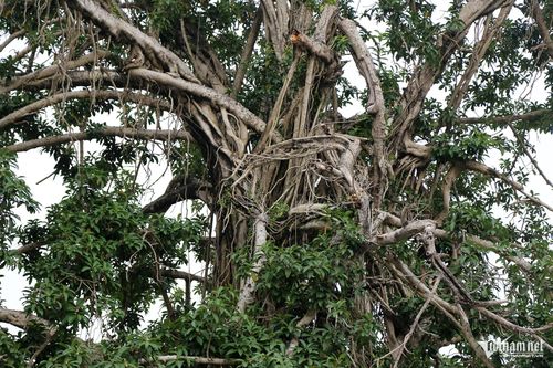 Thân đan xen, có cành gãy do mưa bão nhưng cây vẫn đứng vững sau thăng trầm thời gian. Ảnh: Phạm Công