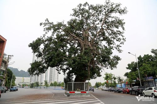 Cây đa cổ thụ nằm giữa đường Lê Thánh Tông trở thành "vòng xuyến" đặc biệt trên tuyến đường bao biển. Ảnh: Phạm Công