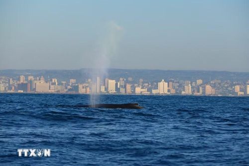 Cá voi lưng gù tại vùng biển ngoài khơi Durban, Nam Phi. (Ảnh: THX/TTXVN phát)