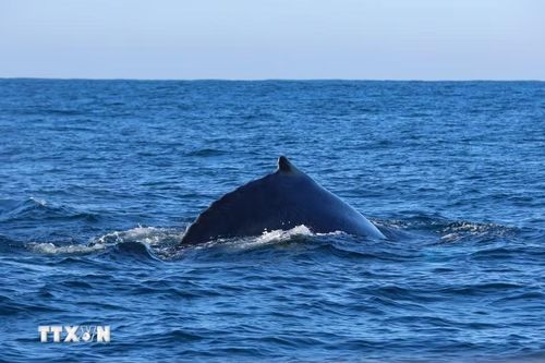 Cá voi lưng gù tại vùng biển ngoài khơi Durban, Nam Phi. (Ảnh: THX/TTXVN phát)