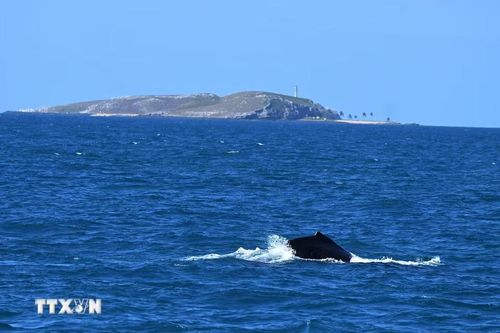 Cá voi lưng gù tại vùng biển Abrolhos Archipelago, Bahia, Brazil, ngày 18/8/2026. (Ảnh: THX/TTXVN phát)
