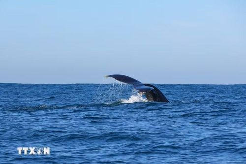 Cá voi lưng gù tại vùng biển ngoài khơi Durban, Nam Phi. (Ảnh: THX/TTXVN phát)