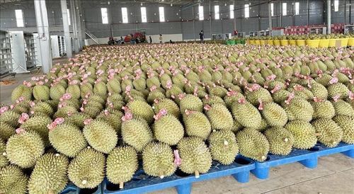 Sầu riêng được thu mua, sơ chế, dán nhãn trước khi xuất khẩu sang Trung Quốc tại một doanh nghiệp trên địa bàn xã K'rông Pắk, tỉnh Đắk Lắk. Ảnh: Kha Phạm/TTXVN