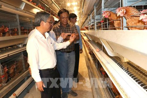 Phó Chủ tịch UBND tỉnh Vĩnh Long Châu Văn Hòa khảo sát mô hình nuôi gà công nghệ cao của Công ty TNHH Chăn nuôi công nghệ cao 168, xã Tam Ngãi. Ảnh: Thanh Hòa - TTXVN