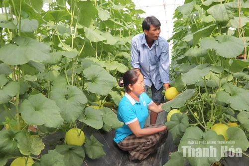Vợ chồng chị Lê Thị Thúy chăm sóc dưa vàng Hồng Ngọc.