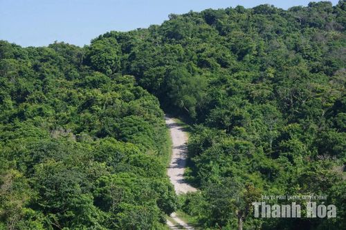 Những con đường men theo sườn Hòn Mê chạy giữa thảm cây rừng dày đặc.