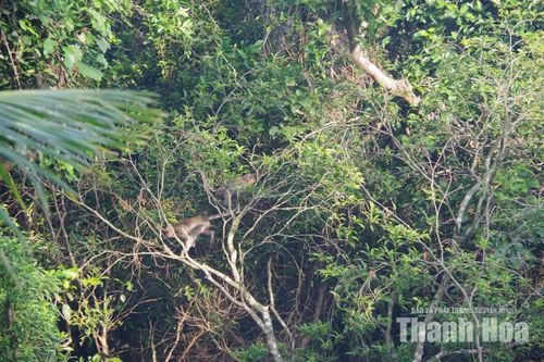 Đàn khỉ sinh sống trong những vạt rừng Hòn Mê, thỉnh thoảng tìm xuống khu vực tăng gia của bộ đội.