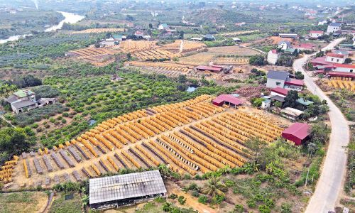 Nhiều hộ dân ở xã Đèo Gia mở cơ sở bóc gỗ cho thu nhập cao.