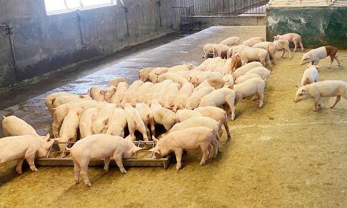  Trang trại chăn nuôi gia công cho Công ty cổ phần CP Việt Nam quy mô 3.000 - 4.000 con lợn thịt/lứa của gia đình ông Trần Văn Long ở thôn Khánh Sơn, xã Ngọc Thiện. 