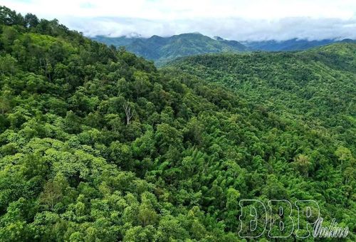 Diện tích rừng lớn là cơ hội để Điện Biên tham gia thị trường carbon.