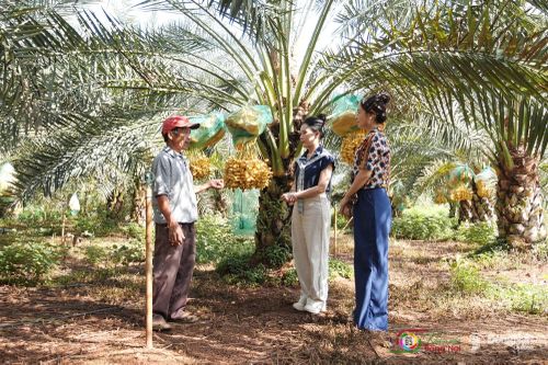 Hai MC Diệu Hiền và Minh Tuyết nghe anh Phạm Văn Lâm, chủ vườn chà là tại xã Long Hà, chia sẻ những điều thú vị về đặc tính của từng giống chà là được trồng tại vườn. Ảnh: Tiến Dũng