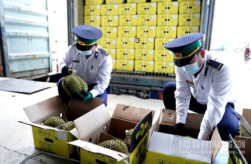 Cán bộ Trạm Kiểm dịch thực vật Tân Thanh kiểm tra sản phẩm sầu riêng xuất khẩu qua khu vực cửa khẩu