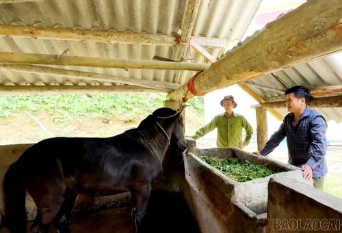 Mô hình chăn nuôi ngựa tại xã Bắc Hà.