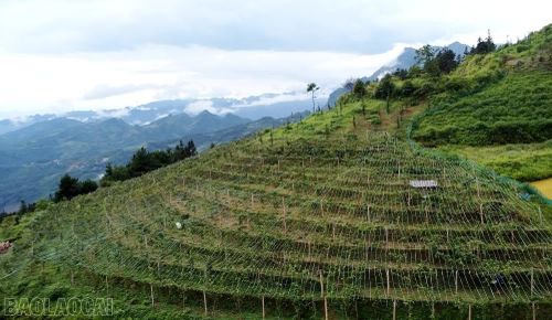 Vùng trồng chanh leo của gia đình anh Hầu Seo P Lấu.
