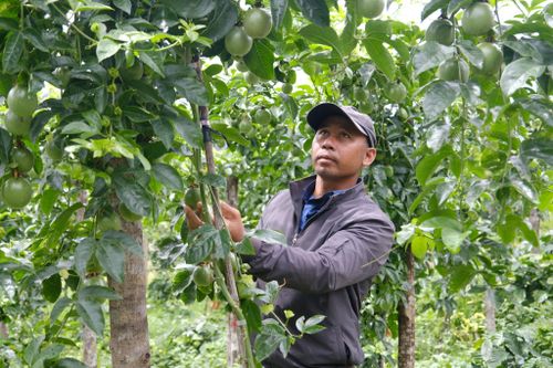 Ông Ya Phương tích lũy được nhiều kinh nghiệm trồng chanh dây.