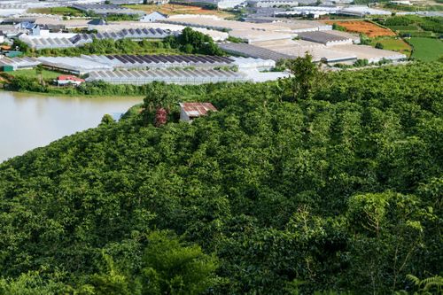 Cây cà phê vẫn giữ vai trò quan trọng trong sản xuất nông nghiệp của người dân dưới chân núi Lang Biang