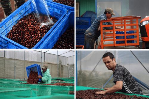 Đồng bào dân tộc thiểu số Lạc Dương phát triển chế biến sâu cà phê