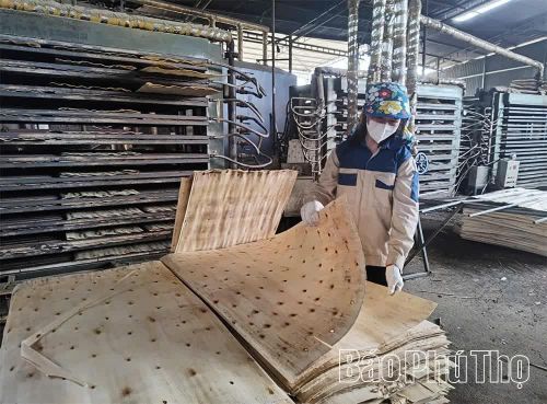 Hoạt động chế biến gỗ tại xã Thu Cúc góp phần thúc đẩy phát triển kinh tế lâm nghiệp theo hướng bền vững.