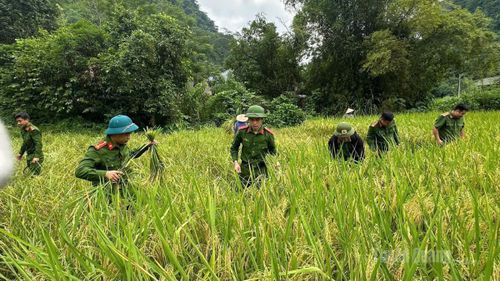Lực lượng Công an hỗ trợ bà con thu hoạch vụ mùa.