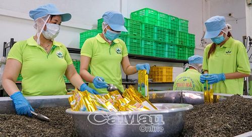 Khu vực kinh tế tư nhân được xem là động lực quan trọng của tăng trưởng.