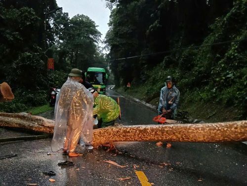 Cây lớn gãy đổ chắn ngang quốc lộ 7, đoạn qua xã Tam Quang, gây ảnh hưởng giao thông. (Ảnh: Kha Hiền)