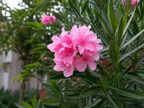 Không nên trồng cây trúc đào ở nơi trẻ có thể dễ dàng hái lá, hoa hoặc cành.