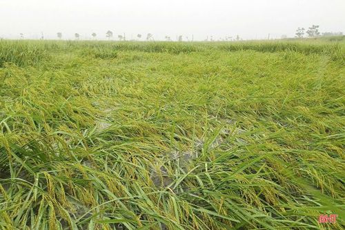 Nhiều diện tích lúa hè thu sắp thu hoạch ở Hà Tĩnh bị đổ, ngã do ảnh hưởng mưa lớn.