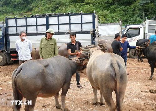 Người dân vùng cao mua, bán trâu bò tại chợ gia súc Trà Lĩnh. (Ảnh: Chu Hiệu/TTXVN)