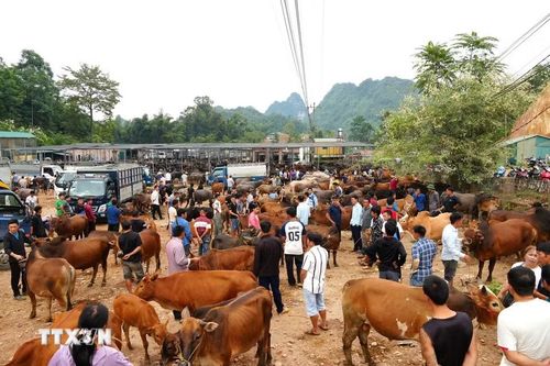 Chợ gia súc Trà Lĩnh diễn ra vào các ngày 4, 9, 14, 19, 24, 29 âm lịch hàng tháng. (Ảnh: Chu Hiệu/TTXVN)