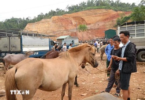 Mua bán ngựa tại chợ gia súc Trà Lĩnh. (Ảnh: Chu Hiệu/TTXVN)