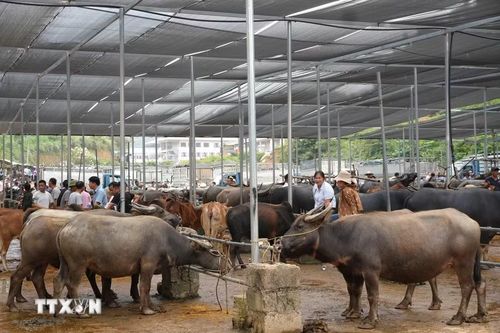 Nhiều trâu, bò được mang ra chợ gia súc để giao dịch mua bán. (Ảnh: Chu Hiệu/TTXVN)