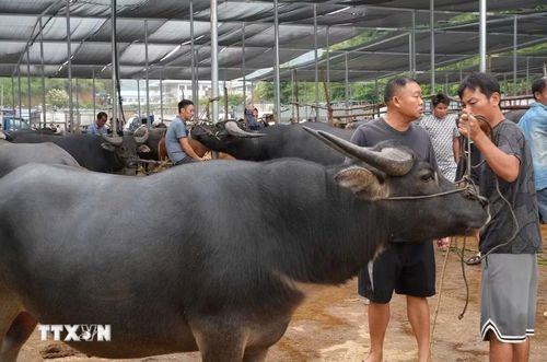 Hoạt động mua bán trâu, bò ở chợ gia súc Trà Lĩnh. (Ảnh: Chu Hiệu/TTXVN)