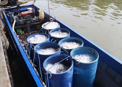 Thương lái thu mua tôm càng xanh về cho công ty chế biến.