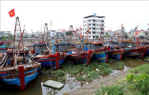 Tàu thuyền neo đậu tại cảng cá Tân Sơn (xã Thái Thụy, tỉnh Hưng Yên) để tránh trú bão. Ảnh: Thế Duyệt/TTXVN