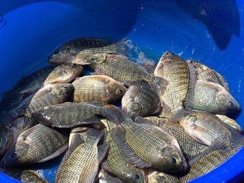Brazil là thị trường đóng góp lớn nhất vào mức tăng trưởng xuất khẩu cá rô phi (Ảnh: VASEP).