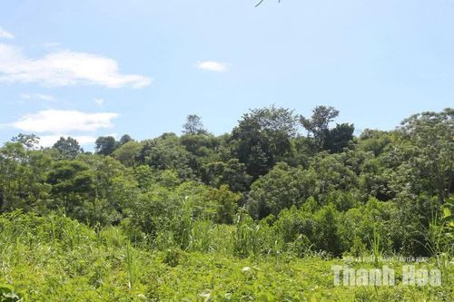 Đồi Gò Mả từng là nơi cư ngụ của hàng nghìn con cò.
