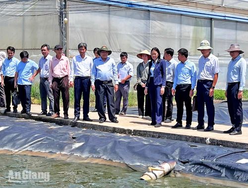 Phó Chủ tịch UBND tỉnh An Giang Ngô Công Thức khảo sát vùng nuôi cá tra giống Vĩnh Hoàn, xã Vĩnh Xương.