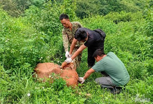 Cán bộ Trung tâm Dịch vụ tổng hợp xã Sam Mứn kiểm tra bò mắc bệnh viêm da nổi cục tại bản Púng Bửa.