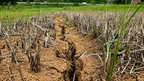 Đất ruộng của gia đình ông Nguyễn Văn Sanh (thôn Trung Sơn) phải bỏ hoang do bị sa bồi, thủy phá. Ảnh: C.L