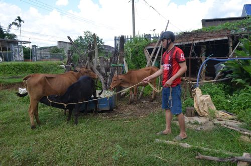 Xã Đắk Sắk chăm lo sinh kế cho hộ nghèo, cận nghèo.