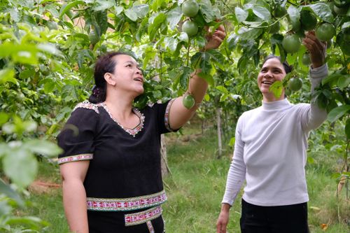 Bà Ka Hạnh (bên trái) chia sẻ kinh nghiệm trồng chanh dây với người dân