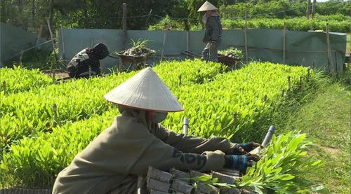 Cây keo lai giống tại vườn ươm của Công ty TNHH MTV Lâm nghiệp Bình Thuận (Lâm Đồng)