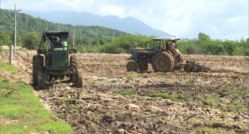 Chuẩn bị mặt bằng để trồng rừng đạt hiệu quả cao