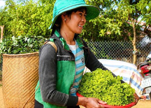 Các chị em trong tổ cùng mang rau hữu cơ đến tổ hợp tác
