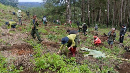 Các đơn vị tiến hành trồng lại rừng thay thế trên diện tích được giải tỏa
