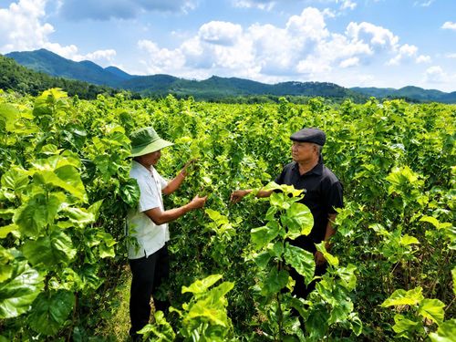 Già làng Da Cát Hà Dương đến thăm và hỏi han các hộ dân