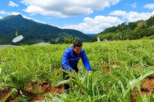 Atiso mở ra vùng trồng mới cho đồng bào DTTS