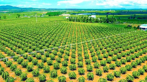 Cây thanh long trên vùng đất Đông Lâm Đồng