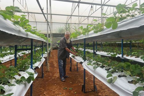 Ông Đặng Phước Chi chăm sóc cây trồng trong khu vườn của gia đình