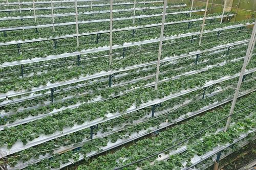 Các sản phẩm nông sản được người dân Lâm Đồng đưa lên sàn thương mại điện tử ngày càng nhiều